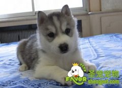 狗狗怕打雷怎么办