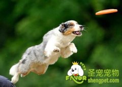 训练狗狗哪些是错误的