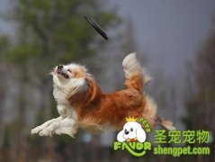 训练狗狗时哪些方法是对的