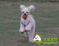 训练狗狗是怎么用声音控制