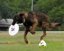 怎么训练不同类型的狗狗