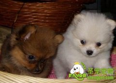  幼犬需要哪些营养