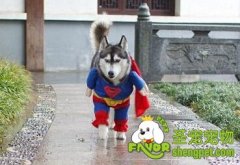 狗狗穿衣服的好处