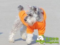 怎么给狗狗穿衣服