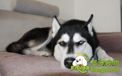 怎么给狗狗换食物