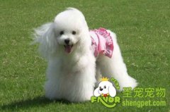 狗吃哪种肉最好