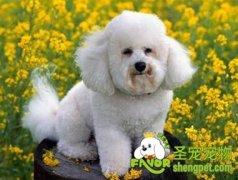 狗狗吃猪肉好不好