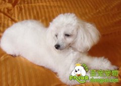 补充狗狗微量元素为什么不能过量