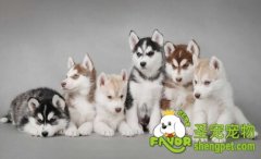 狗狗每天吃多少合适