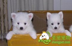 幼犬适合吃哪些食物