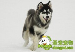 狗狗吃多了怎么办