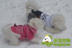 比熊犬吃什么有益