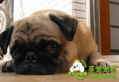 八哥犬在夏天要注意哪些