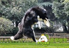 训犬时要注意什么