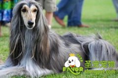 怎么判断纯种的阿富汗猎犬