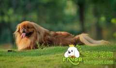 宠物狗的犬毛防护需要注意什么