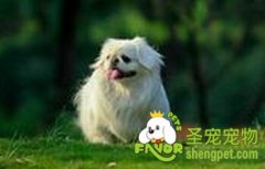 怎么护理狗狗的犬毛