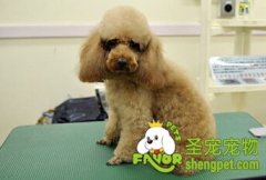 怎么给狗狗洗澡