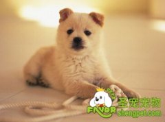 狗狗洗澡需要注意哪些