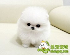 幼犬不能吃什么食物