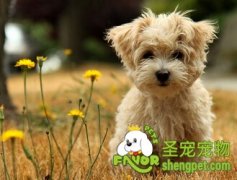 萨摩耶在夏天如何防暑