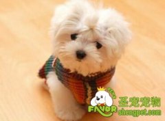 给狗狗静脉注射要注意什么