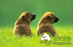 狗狗乘车有哪些危险