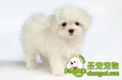 犬毛剃掉之后还会长回来吗