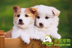 买狗狗回家需要做什么准备