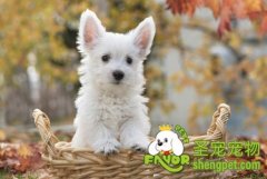 玩赏犬不可上的三类用品