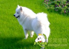 怎么去抚摸狗狗