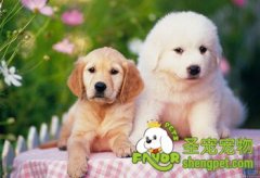 不同年龄段的狗狗怎么喂养