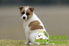 让狗狗减缓衰老的方法