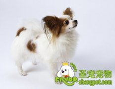 养宠家庭去除异味的方法