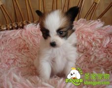 如何给狗狗搭配日粮