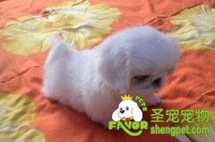 幼犬断奶前要注意什么