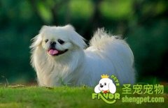 购买宠物用品的经验与建议