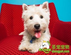 怎么给狗狗选择沐浴露