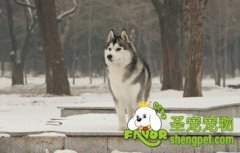 怎么喂养不同年龄段的哈士奇