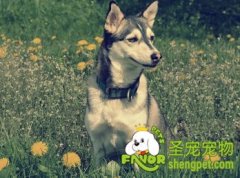 狗狗不可缺少的食物