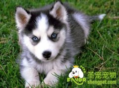 狗狗的那些症状需要注意