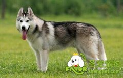 狗粮好还是自己做饭好