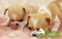 营养均衡带给狗狗那些好处