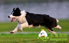 根据狗狗的便便判断健康