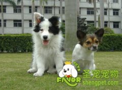 狗在什么时候会到晚年