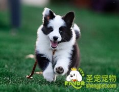 狗得老年痴呆症的症状