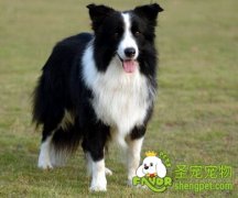 喂狗狗干肉片有什么好处