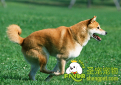 狗狗打疫苗需要注意什么