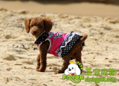 遛狗需要带什么东西