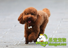 什么原因会造成狗狗的不孕